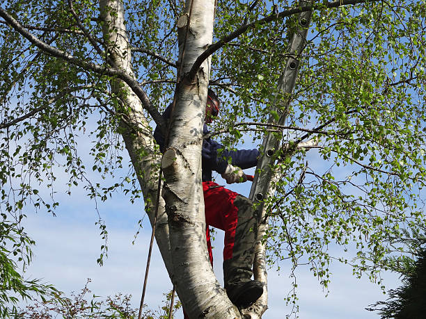 Leaf Removal in Villas, NJ